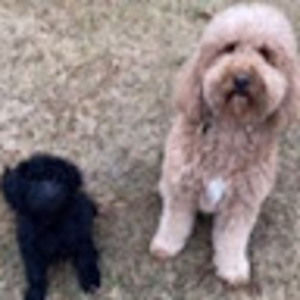 Meet your Posher, Ann